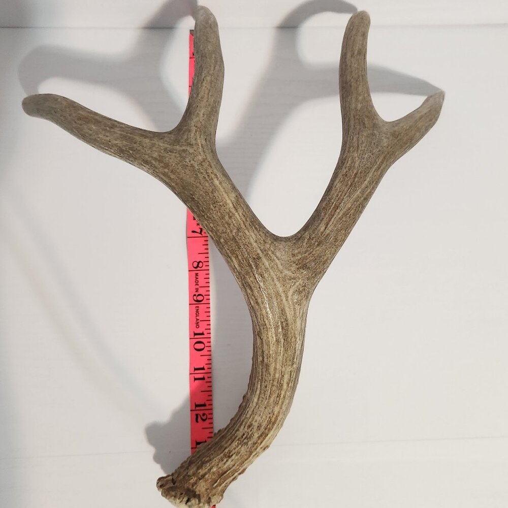 Naturally found 4 point Colorado Mule Shed 15" long